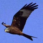 argaty red kites on the braes of doune near Stirling