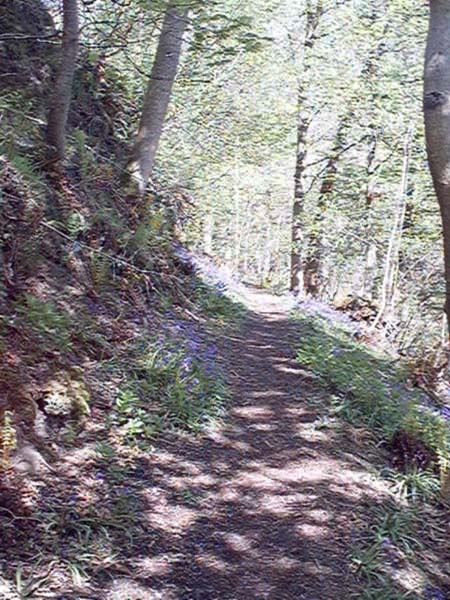 hermitage woods walk path image