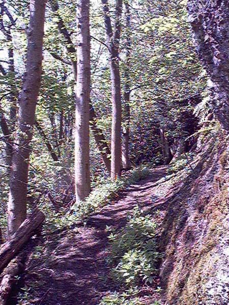hermitage woods path image 2