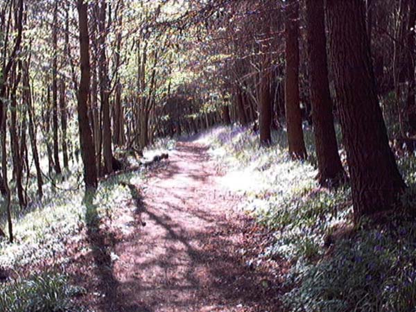 Hermitage Wood near Stirling